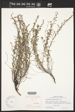 Phyllanthus polygonoides image