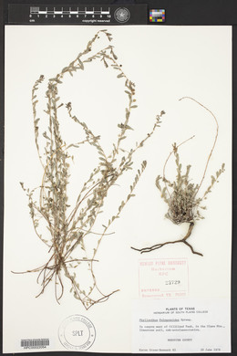 Phyllanthus polygonoides image