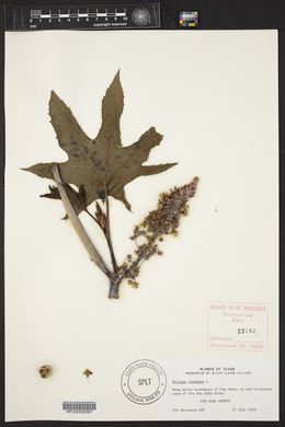 Ricinus communis image