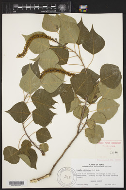 Sapium sebiferum image