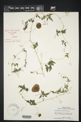 Cardiospermum halicacabum image