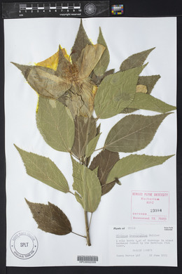 Hibiscus lasiocarpos image