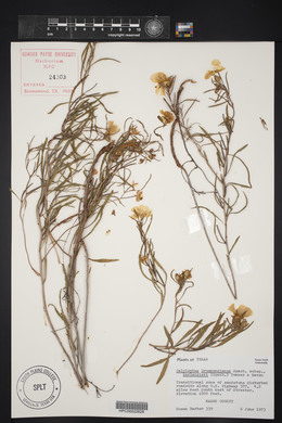 Oenothera berlandieri image