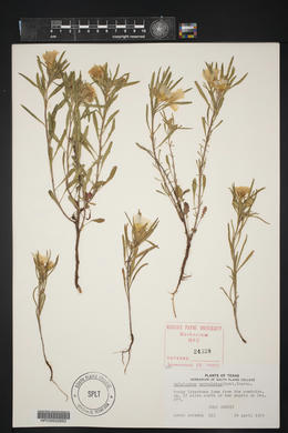 Oenothera serrulata image