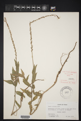 Oenothera cinerea image