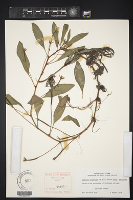 Ludwigia peploides image