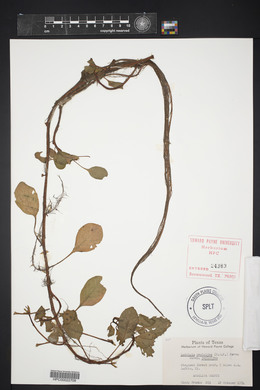 Ludwigia peploides image