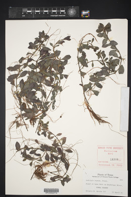 Ludwigia repens image