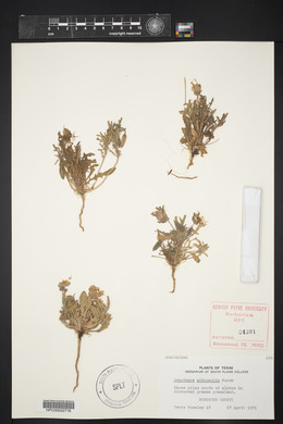 Oenothera albicaulis image