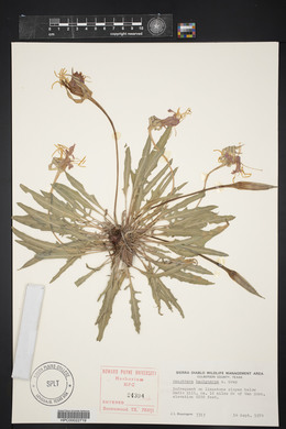 Oenothera brachycarpa image