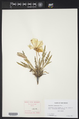 Oenothera cespitosa image