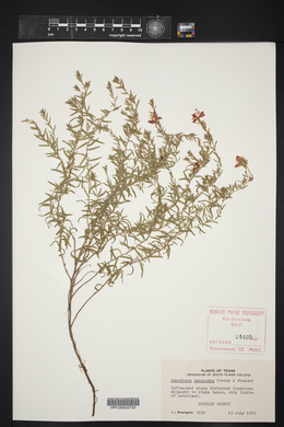 Oenothera canescens image