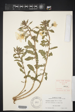 Oenothera grandis image