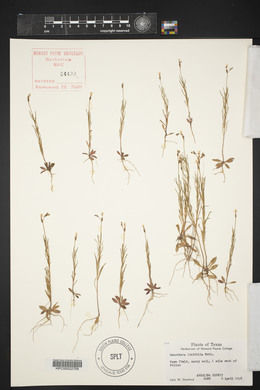 Oenothera linifolia image