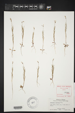 Oenothera linifolia image