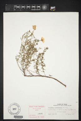 Oenothera rhombipetala image