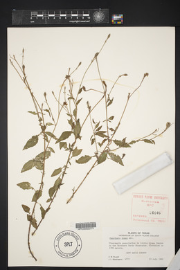 Oenothera rosea image