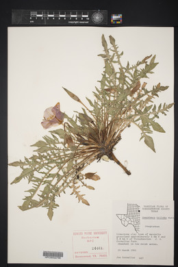 Oenothera triloba image