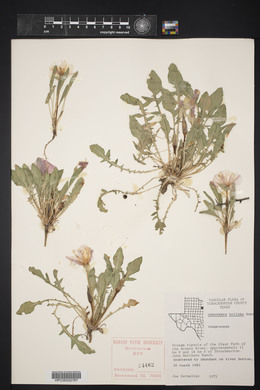 Oenothera triloba image