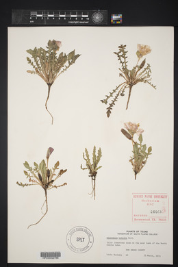 Oenothera triloba image