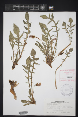 Oenothera triloba image