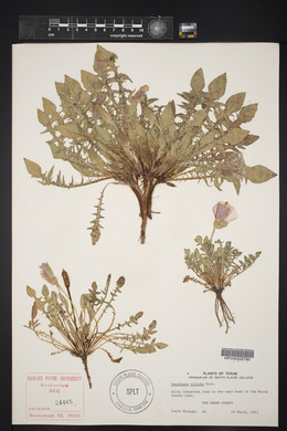 Oenothera triloba image