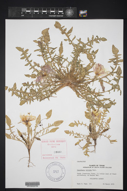 Oenothera triloba image