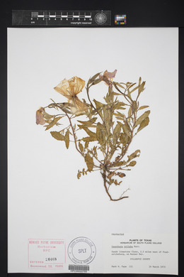 Oenothera triloba image