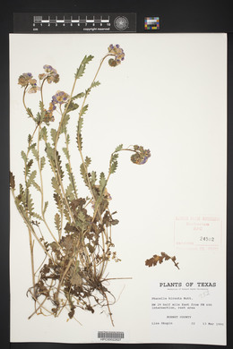 Phacelia hirsuta image