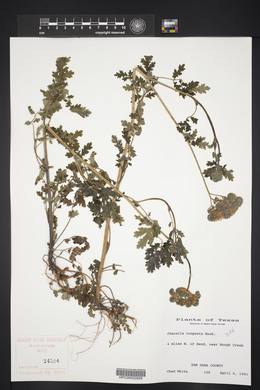 Phacelia congesta image