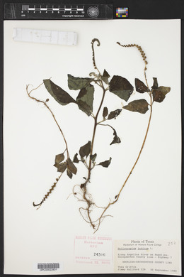 Heliotropium indicum image