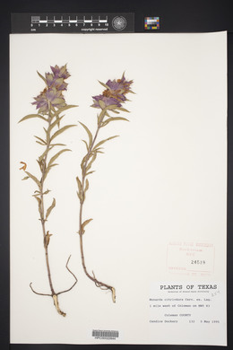 Monarda citriodora image