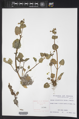 Bacopa rotundifolia image