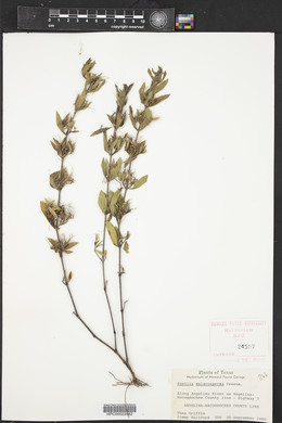 Ruellia simplex image