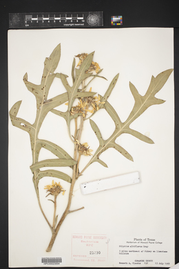 Silphium albiflorum image