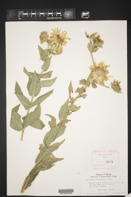 Silphium radula image