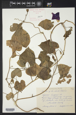 Ipomoea purpurea image