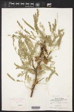 Prosopis pubescens image