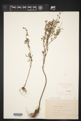 Salvia reflexa image