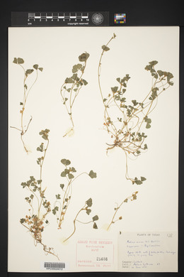 Medicago minima image