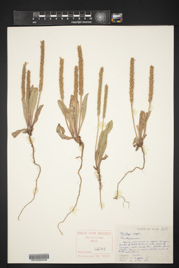 Plantago major image