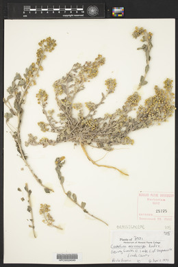 Camelina microcarpa image