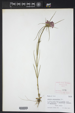 Sabatia gentianoides image