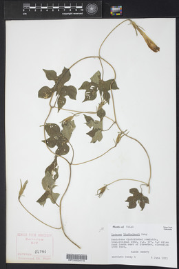 Ipomoea lindheimeri image