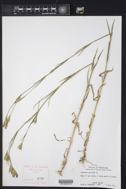 Dianthus prolifer image