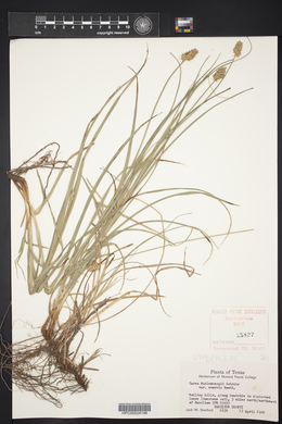 Carex muehlenbergii var. enervis image