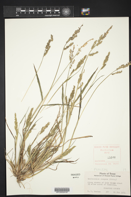 Echinochloa muricata var. muricata image