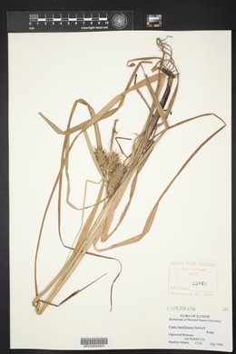Carex lupuliformis image