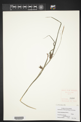 Carex louisianica image