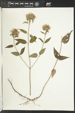 Monarda bradburiana image